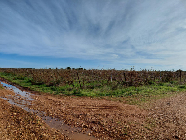Offres de vente Terrain agricole Vauvert 30600