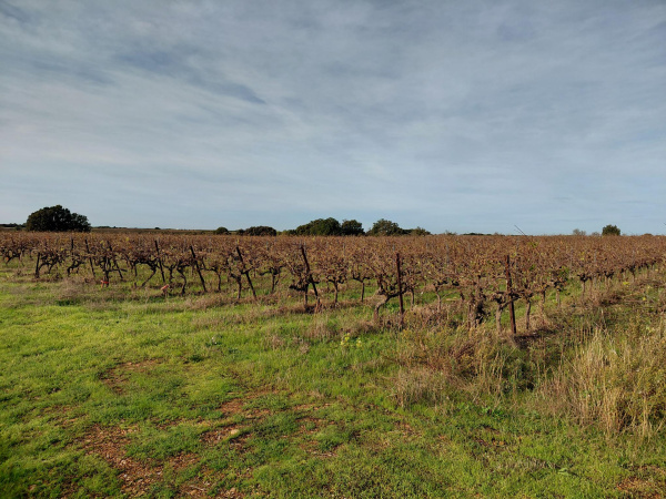 Offres de vente Terrain agricole Vauvert 30600