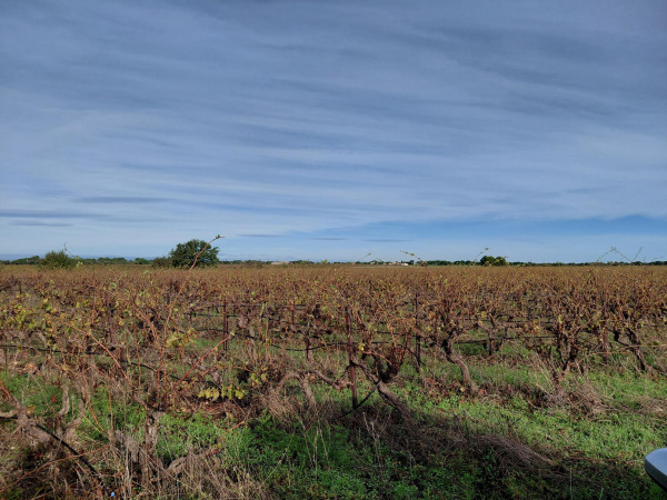 Offres de vente Terrain Vauvert 30600