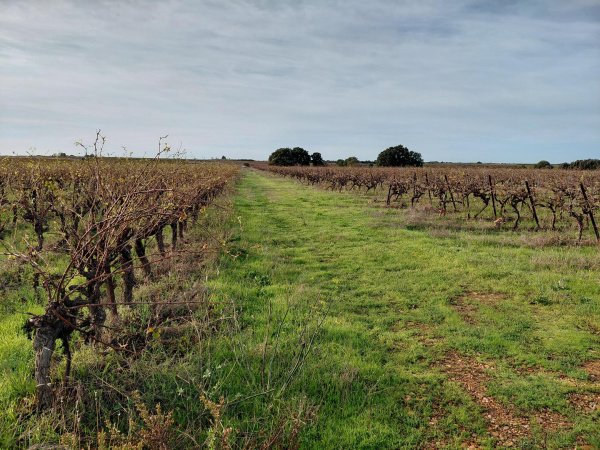 Offres de vente Terrain agricole Beauvoisin 30640