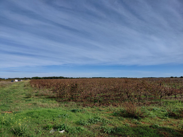 Offres de vente Terrain agricole Vauvert 30600